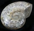 Polished Ammonite (Anapuzosia?) Fossil - Madagascar #29849-2
